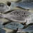 School of Fish Coastal Metal Wall Decor