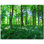 Trees Photo 4.25'' x 4.25'' Satin Ceramic Decorative Mural
