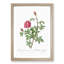 Anemone Flowered Rose In Pink by Pierre-Joseph Redoute - Single Picture Frame Painting-55545202-55545201