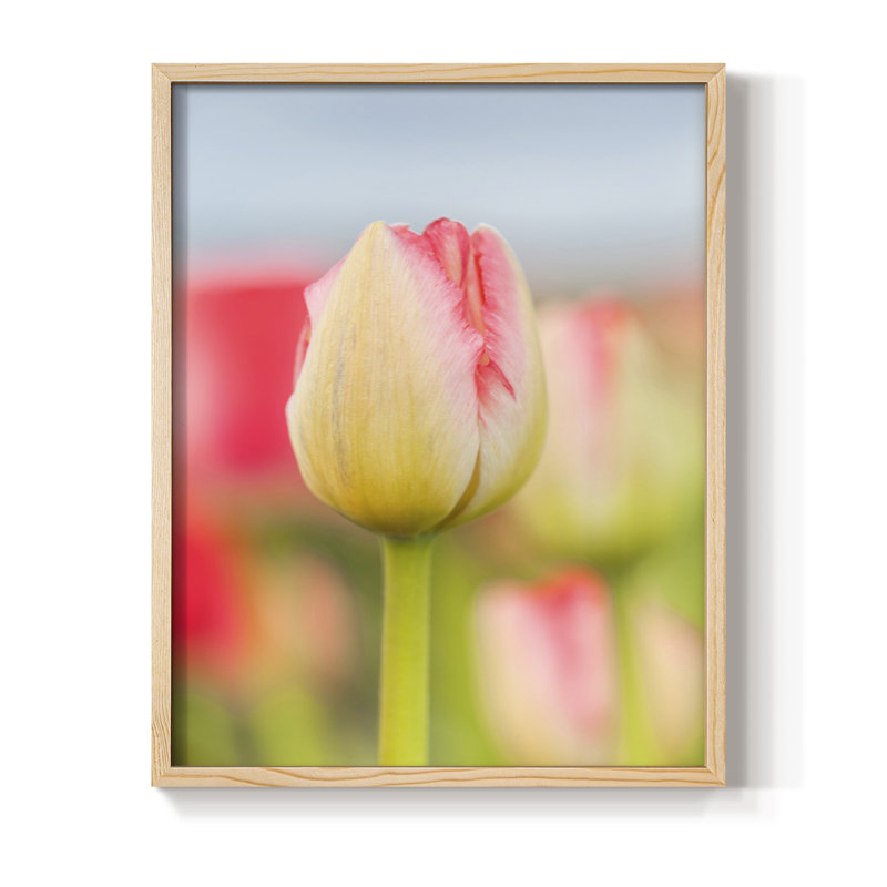 «Twotone Tulip», reproduction encadrée - bois massif, H 11 po x l 9 po, Naturel