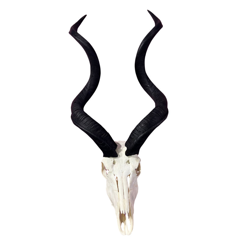 Real Kudu Skull, Medium Size