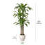 Arbre Dracaena de 6 pi Adcock-122512141