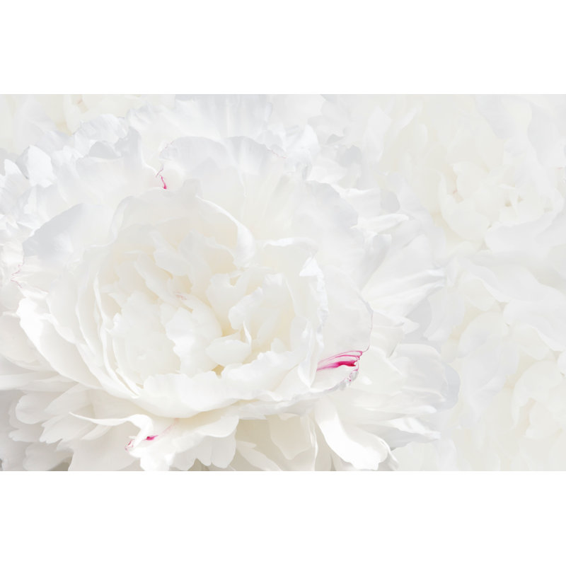 White Peony par - Photographie de toile tendue, H 8 po x l 12 po