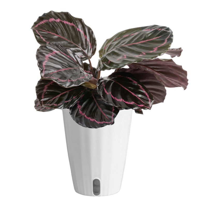 Calathea ''Dottie'' in Ceramic Planter