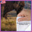 Housses de couette Majestic Bison Mountain-129974270