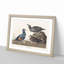 Harlequin Duck by John Audubon - Picture Frame Painting Print-55580312-55580311