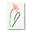 Pink Fairy Lily - Wrapped Canvas Painting-55324823