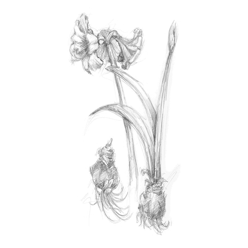 Croquis botanique IV, H 48 po x l 32 po