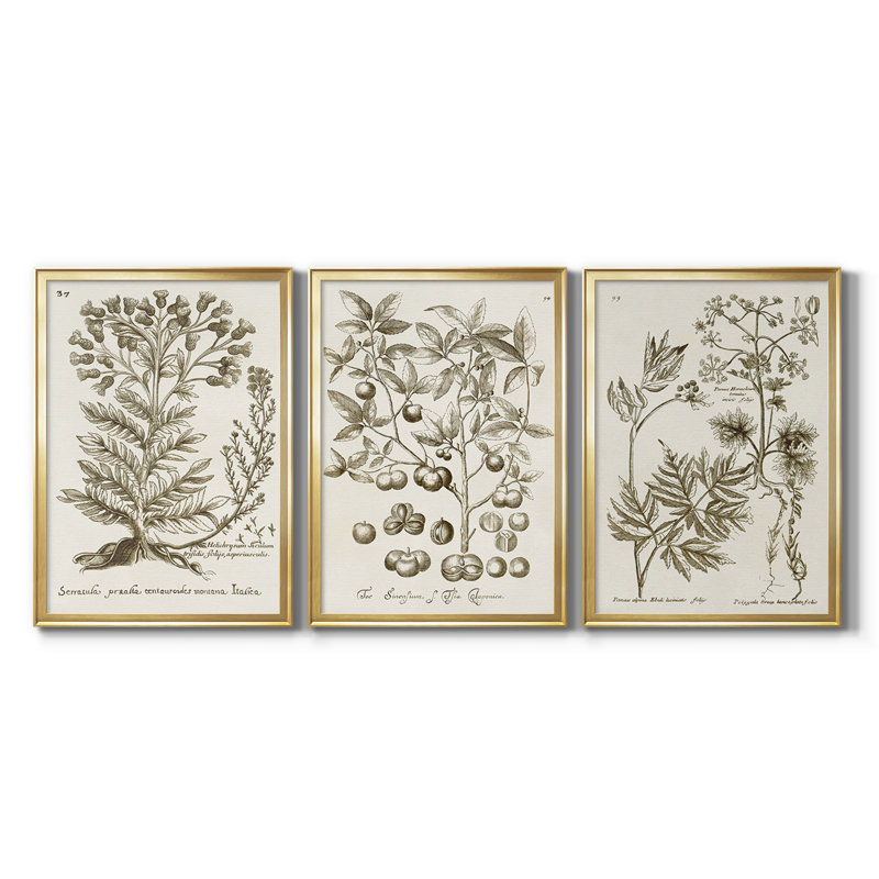 «Sepia Botanical Journal I», toile tendue sur mesure avec châssis, 3 pièces, H 19 po x l 27 po, Doré