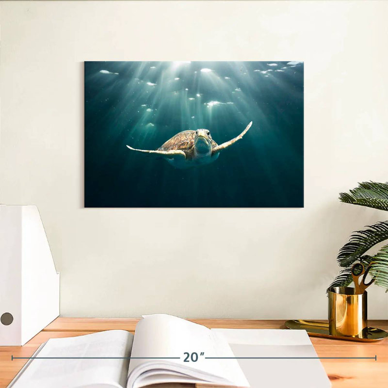 Brampt Red Sea Green Turtle, 8'' H X 12'' W