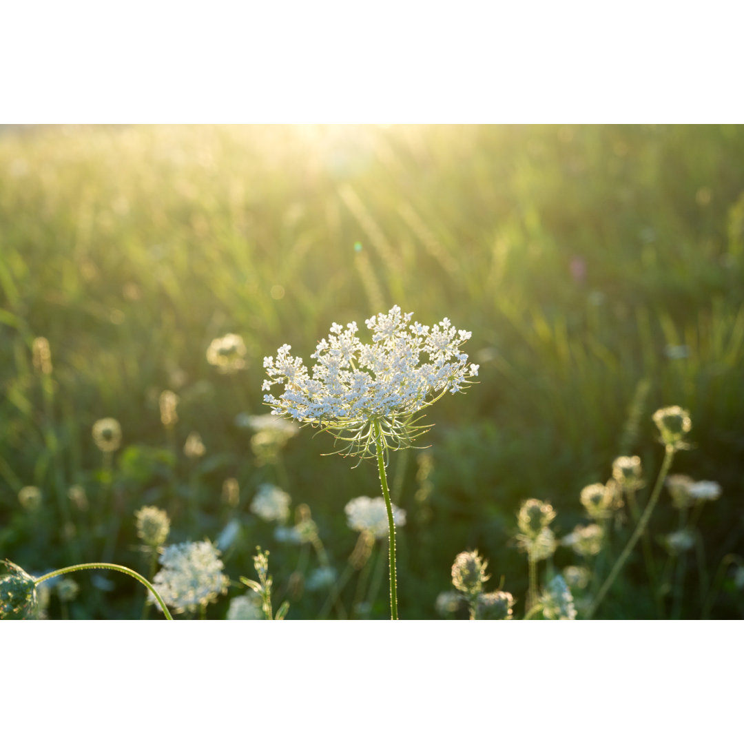 Leinwandbild Meadow Flowers von Valeria Vechterova