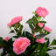 Arrangement floral de pivoines Tuomo-1007344010