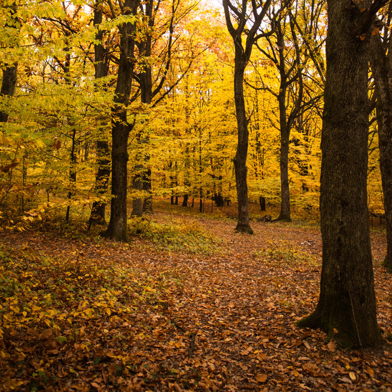 Fall Forest by Oksix - Wrapped Canvas Print, 30cm H x 30cm W