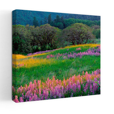 Usa California Oregon Hills With Lupine And Oak Colorful Abstract Contemporary Oak Tree Mountain Nature Art