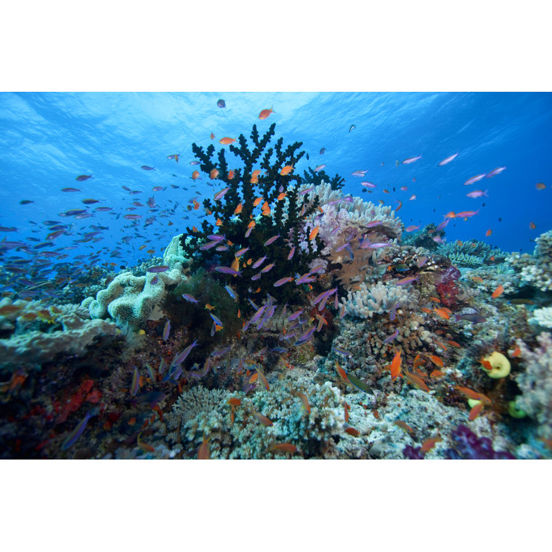 Fiji Underwater - Wrapped Canvas Print, 30cm H x 46cm W x 3.8cm D