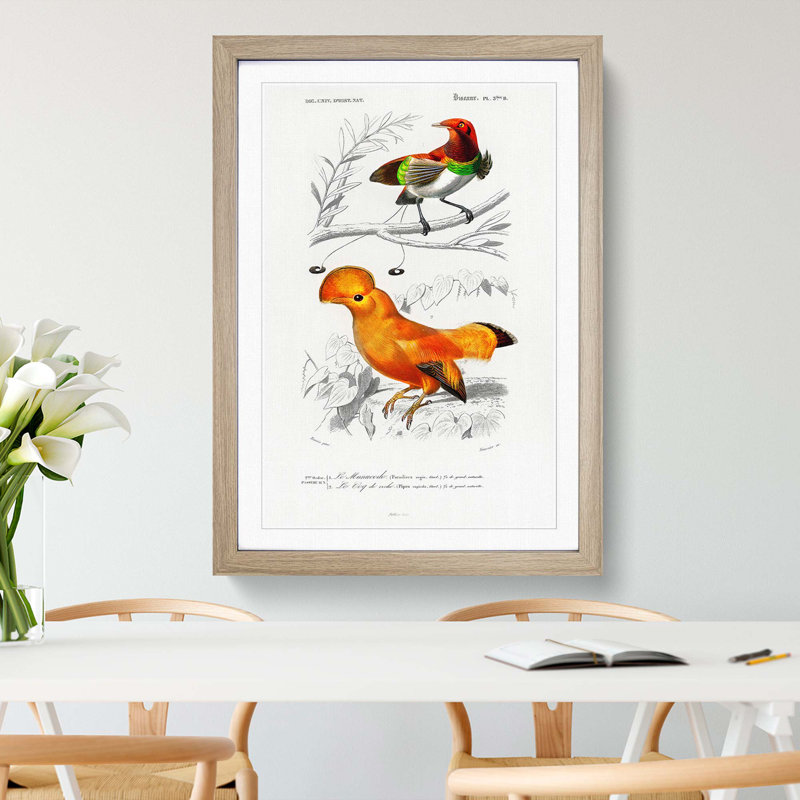 Bird Illustrations PL. 5B by Charles D' Orbigny - Single Picture Frame Painting, Oak Framed, 33cm H x 24cm W x 2cm D