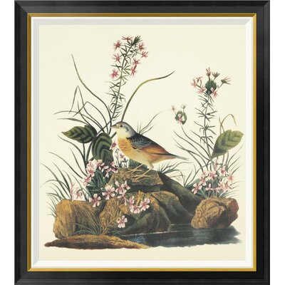 Yellow-Winged Sparrow by John James Audubon - Picture Frame Graphic Art Print on Canvas -  Global Gallery, GCF-198194-30-190