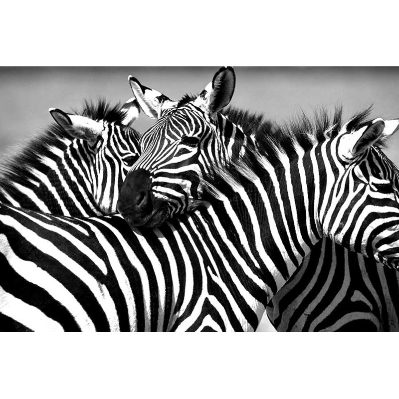 Wrapped Canvas Print, 50cm H x 76cm W