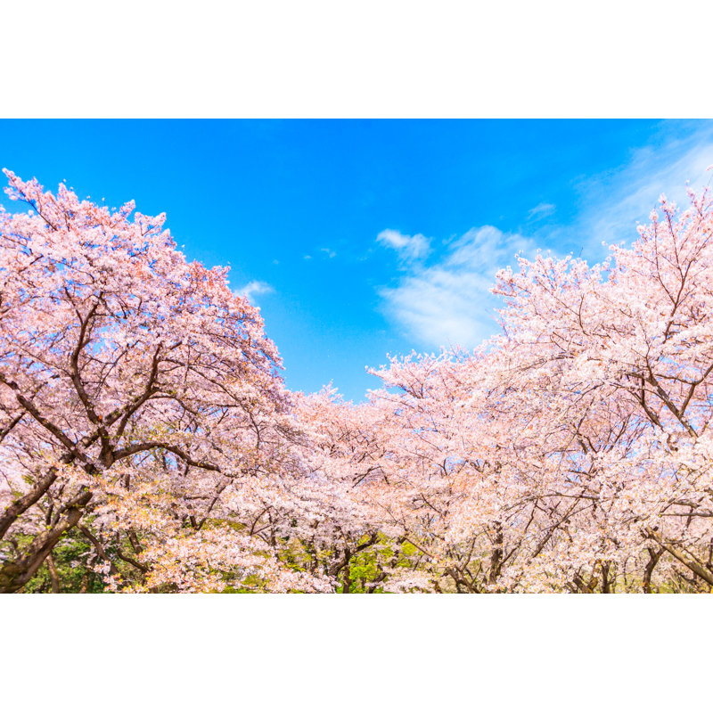Sakura Tree With Blue Sky Background In Japan - Wrapped Canvas Print, 30cm H x 46cm W x 3.8cm D