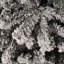 Christmas Tree Parigi, Artificial Tree Extra Thick Whitewashed W/ Snow Effect, Real PVC Effect Tree-1517917145