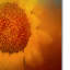 «Sunflower Surprise», impression sur toile tendue Vidur-22075845
