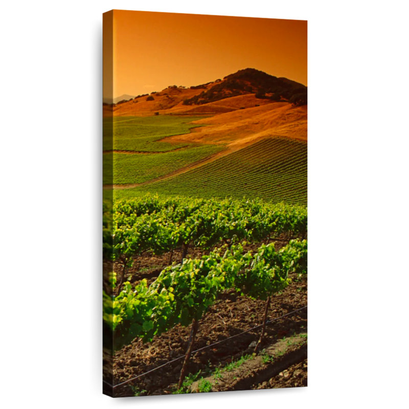 Carneros Vineyard Twilight, H 24 po x l 12 po