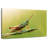 Grasshopper-781262173