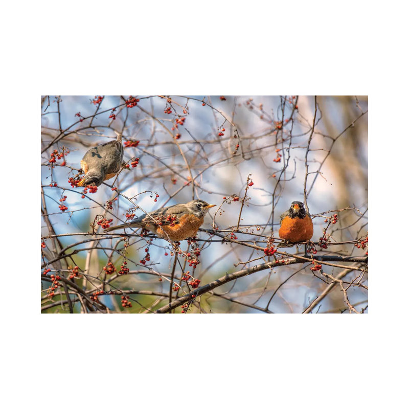 Spring Robins II by David Gardiner - Print on Canvas, Wrapped Canvas, 66.04 cm H x 45.72 cm W x 3.175 cm D