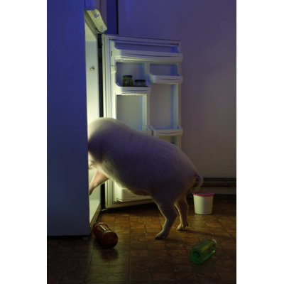 Voleur d'animaux par Tomazl