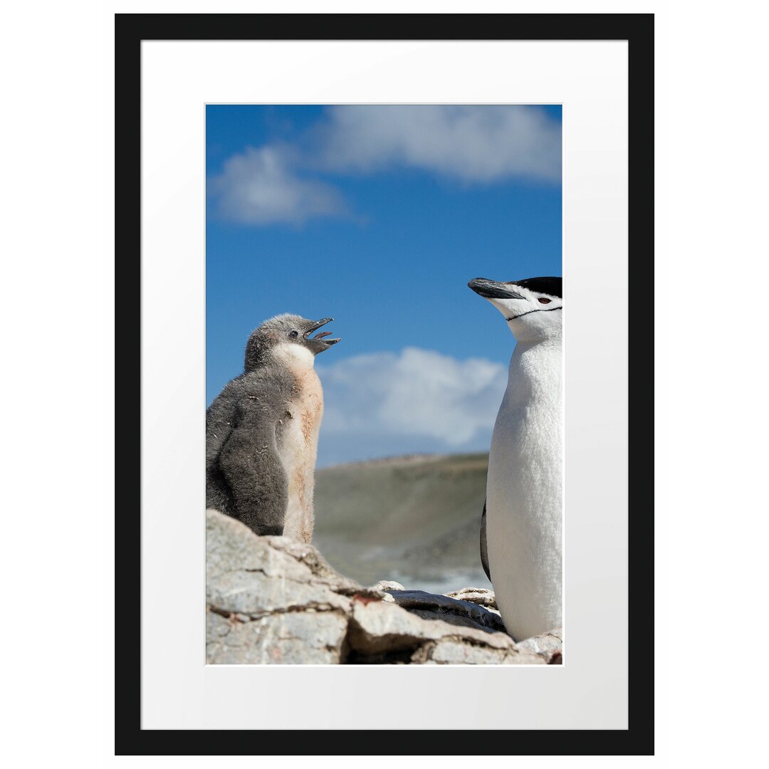 Gerahmtes Poster Pinguin mit süßen Küken