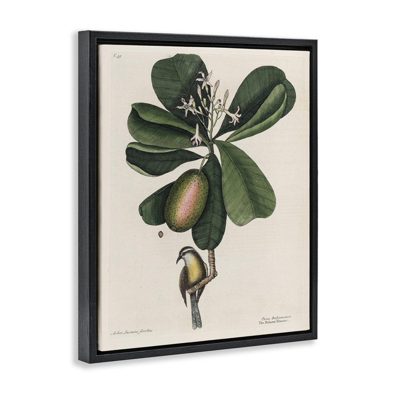 Cadre flottant Catesby Flora & Fauna, design par Print Collection, H 31 po x l 25 po, Cadre flottant noir de jais