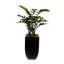 5'H Artifical Z Z Plant With Pebbles in Black Tin Planter