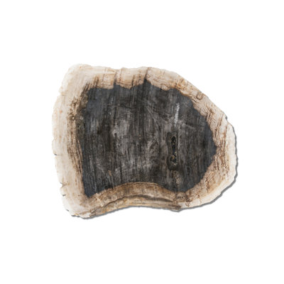 Assiette en bois pétrifié