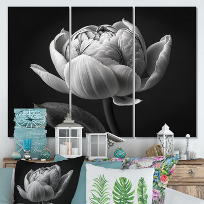 Gros plan sur une tulipe noire et blanche I - 3 impressions sur toile tendue