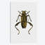 «Beetle IV», impression sur toile-29679584-74377172-74399213