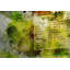 Parvez Taj - Wrapped Canvas Print-16670819