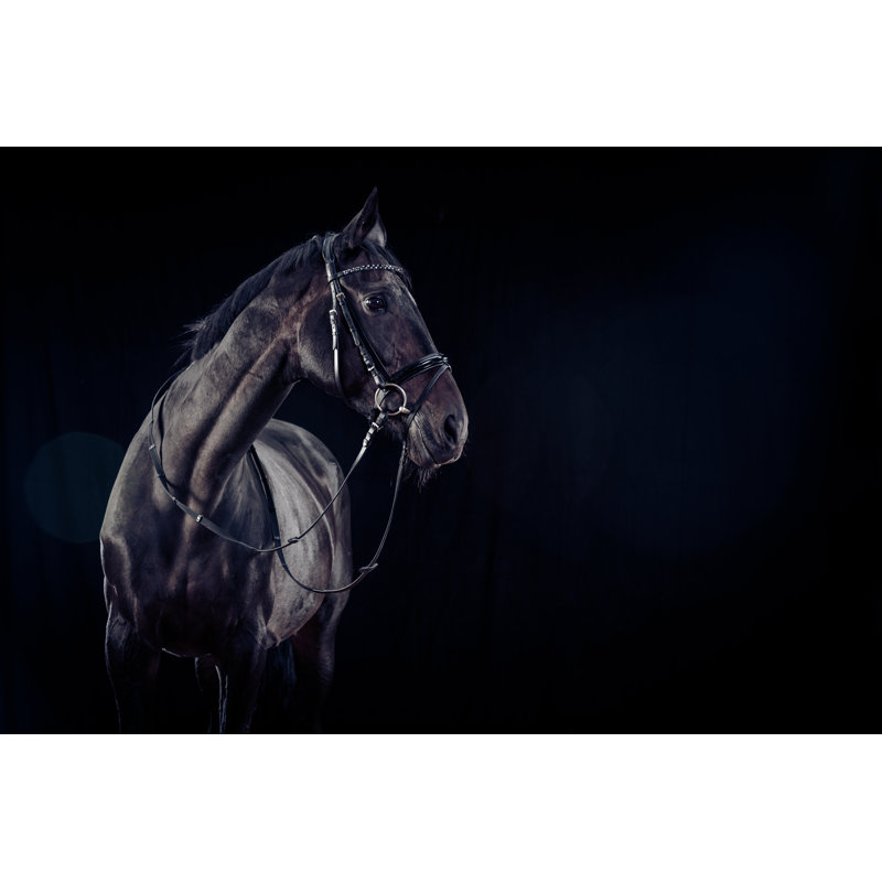 Horse On Black Background by Nullplus - Wrapped Canvas Print, 30cm H x 46cm W
