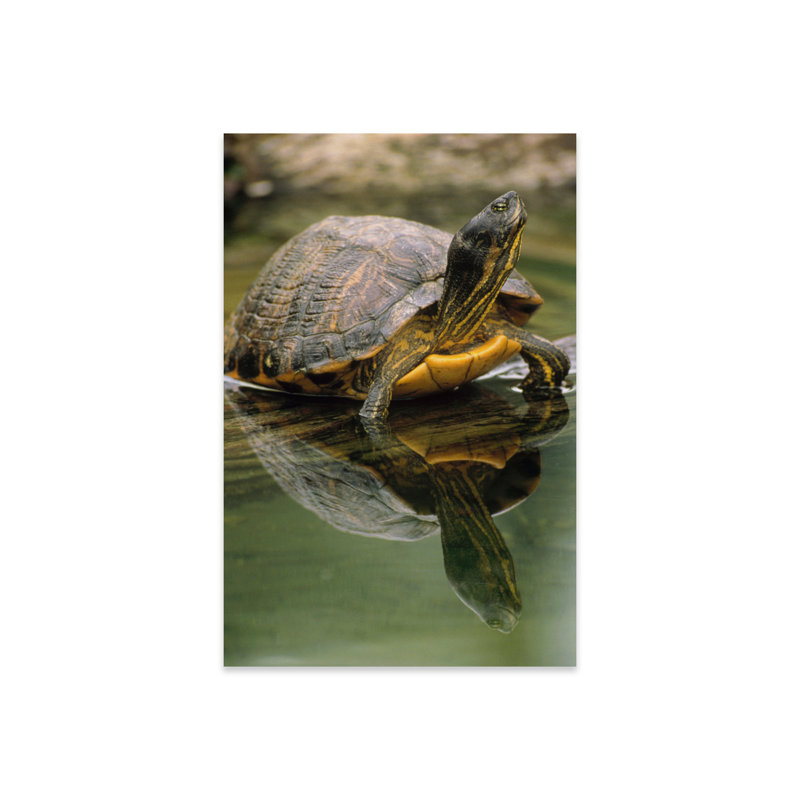 Tortue à ventre jaune, Portrait, dans l'eau, Amérique du Nord sur plastique / acrylique par Gerry Ellis