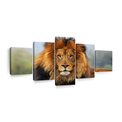 " Proud Lion " 5 - Pieces