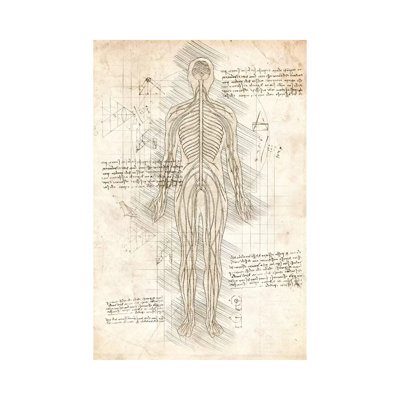 Human Nervous System by Cornel Vlad - Wrapped Canvas Print