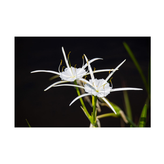 "Robert Traub", "Robert Traub Spider Lily", art sur toile, H 30 po x l 47 po x P 2 po