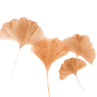 Orange Gingko - Wrapped Canvas Painting