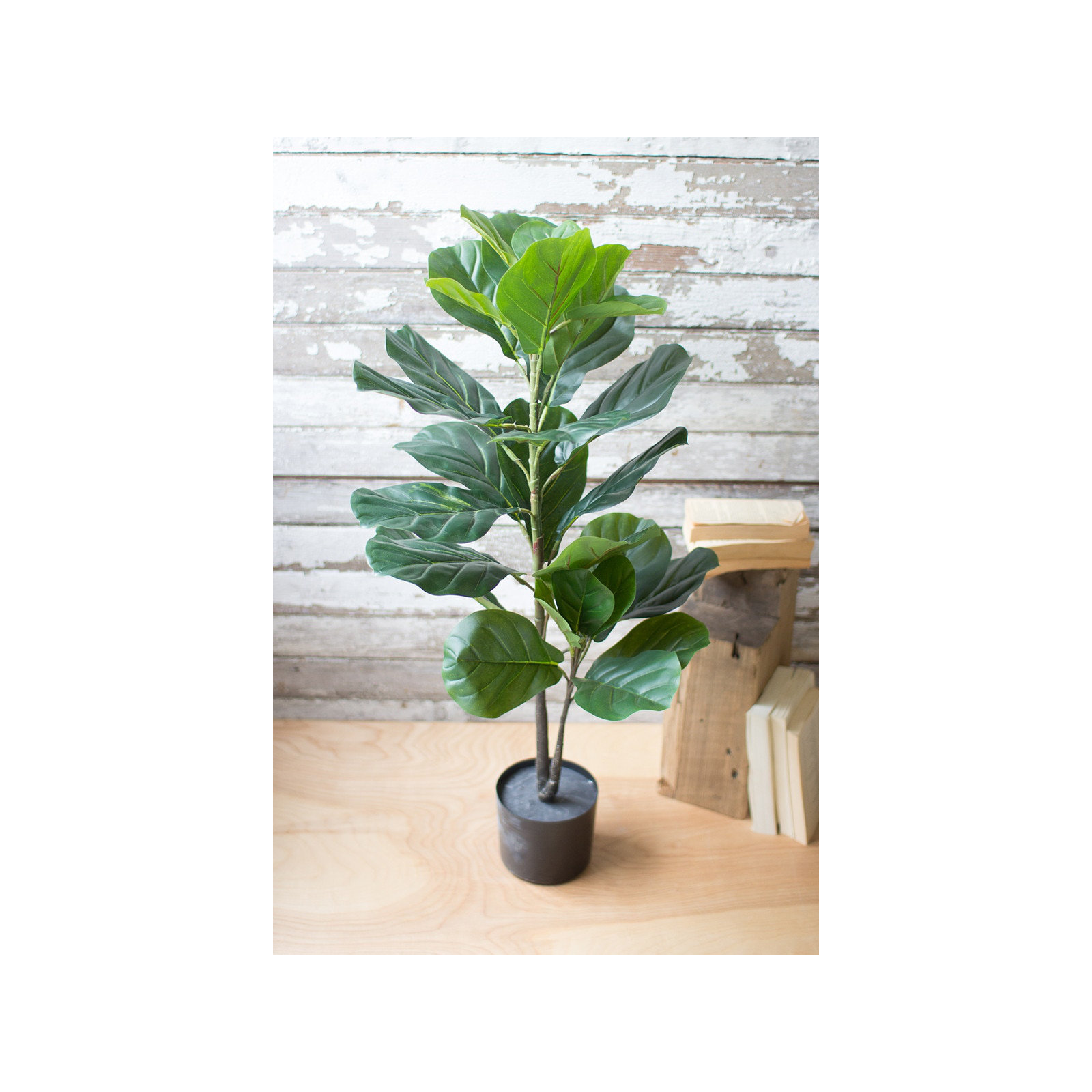 38'' Fiddle Leaf Fig Plant in Pot
