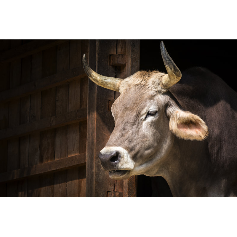 Portrait de vache par Zocha_K, H 32 po x l 48 po