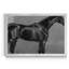 Équitation à carreaux I - reproduction d'art sur toile-570367221-570367220