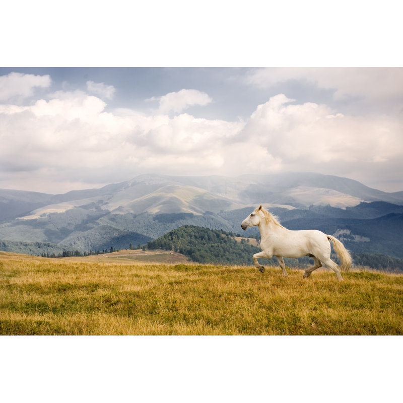 Cheval blanc - photographie sur toile tendue, H 24 po x l 36 po