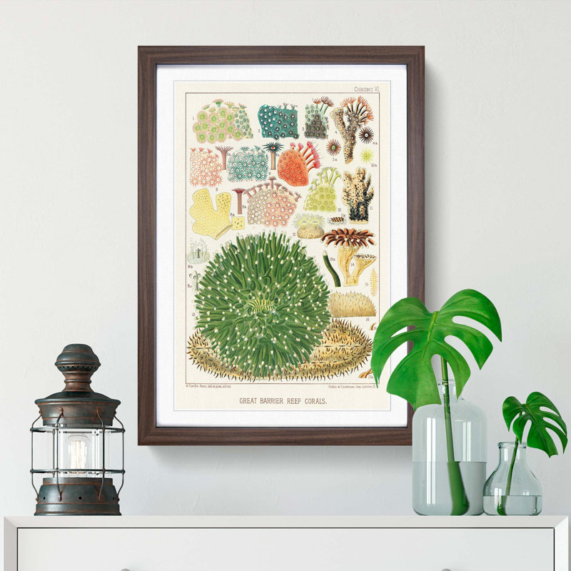 Great Barrier Reef Corals by W. Saville-Kent - Picture Frame Painting Print, 65cm H x 48cm W x 2cm D, Walnut Framed