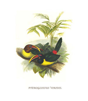 " Curl Crested Aracari " by John Gould