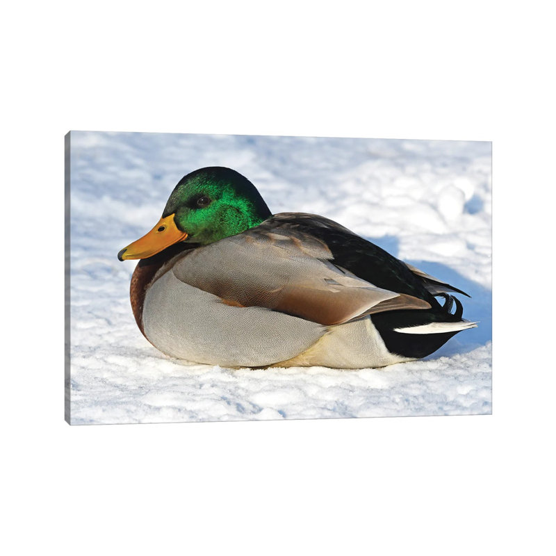 Cold Duck by Brian Wolf - Wrapped Canvas Print, 45.72cm H x 66.04cm W x 1.91cm D