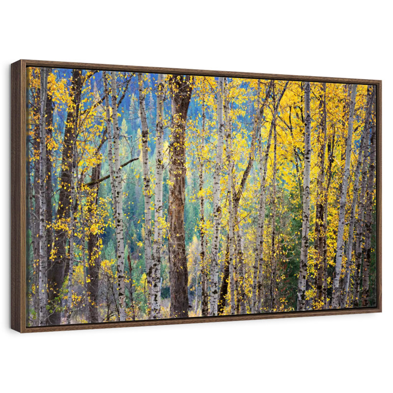 Kootenay Fall II, 25 po x 17 po, Cadre flottant en noyer